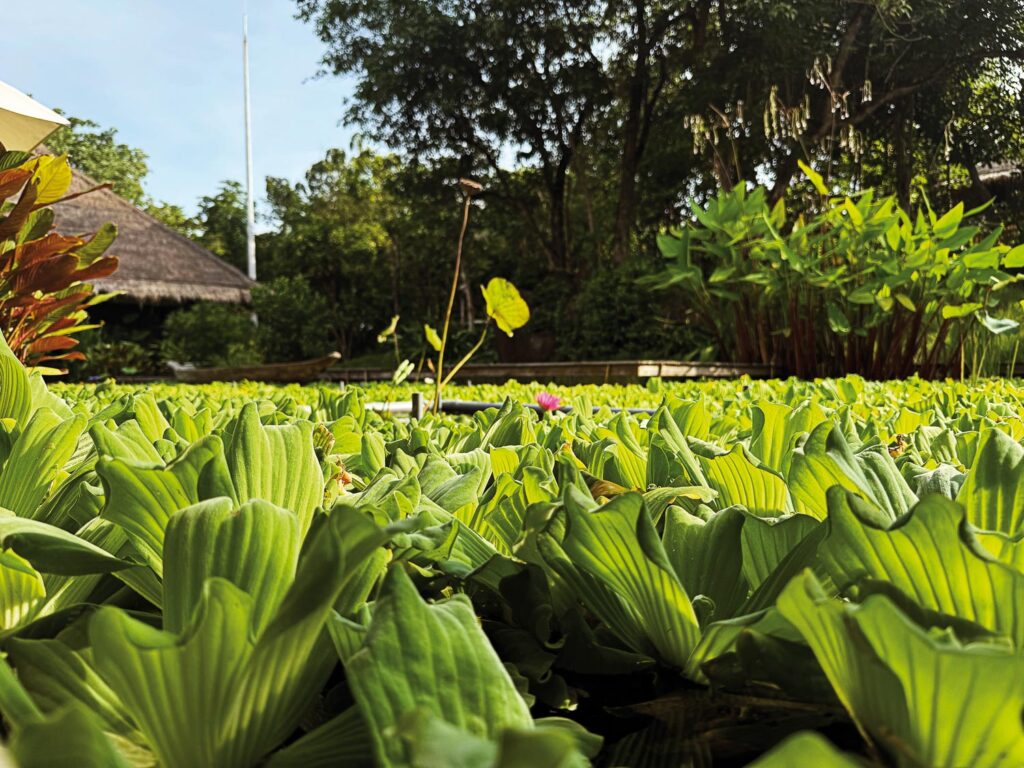 Ladies Drive No. 73. Koh Samui Six Senses Der Duft eines Kusses