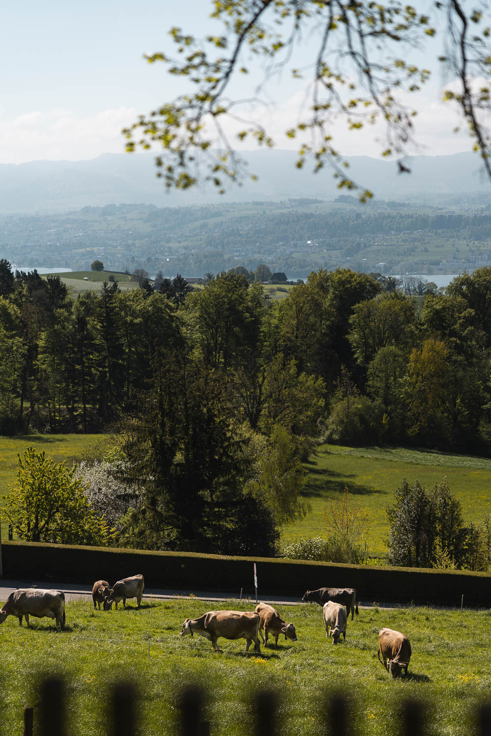 LadiesDrive.World. Restaurant Buech in Herrliberg